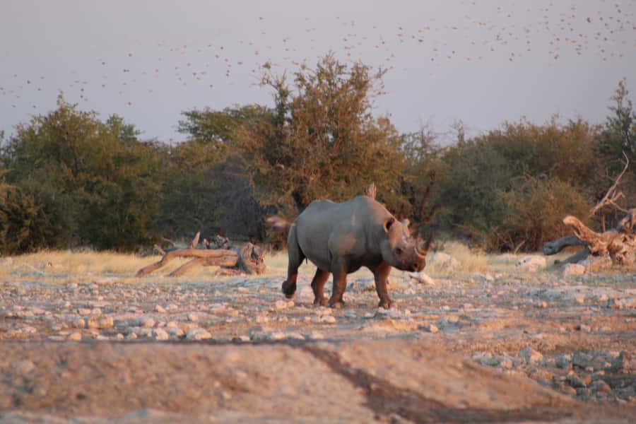 Etosha National Park: Full or Half-Day Game Drive - Afternoon heat brings animals toward the water