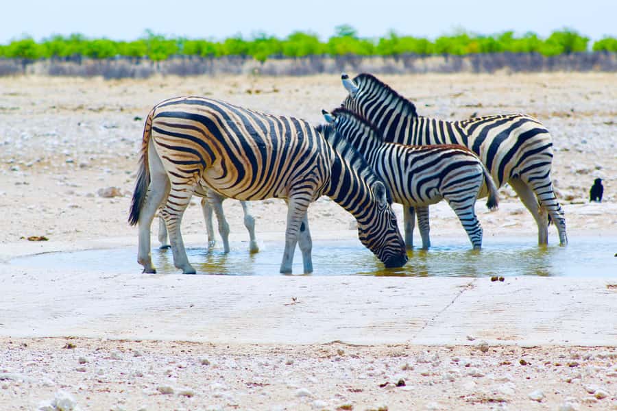 Etosha National Park: Full or Half-Day Game Drive - Sunset viewing before the return trip