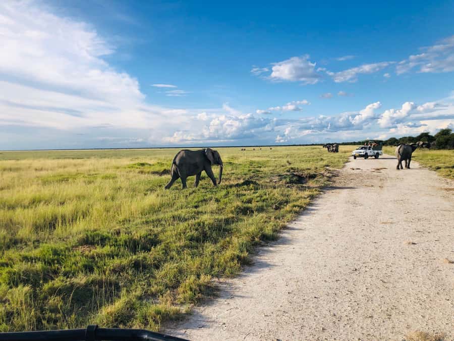 Etosha National Park: Full or Half-Day Game Drive - Is $171 good value for Etosha?