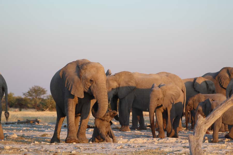 Etosha National Park: Full or Half-Day Game Drive - Who will enjoy this drive most?
