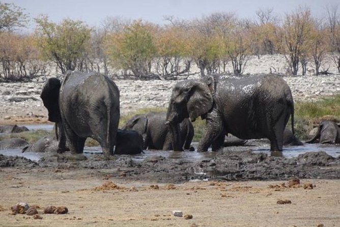 ETOSHA PARK SAFARI with local guides in 9-seater 4x4s - The guide can make or break the day