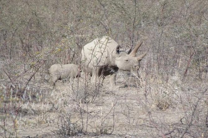 ETOSHA PARK SAFARI with local guides in 9-seater 4x4s - Etosha Pan and the search for animals