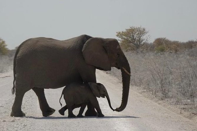 ETOSHA PARK SAFARI with local guides in 9-seater 4x4s - Is $127.95 good value?