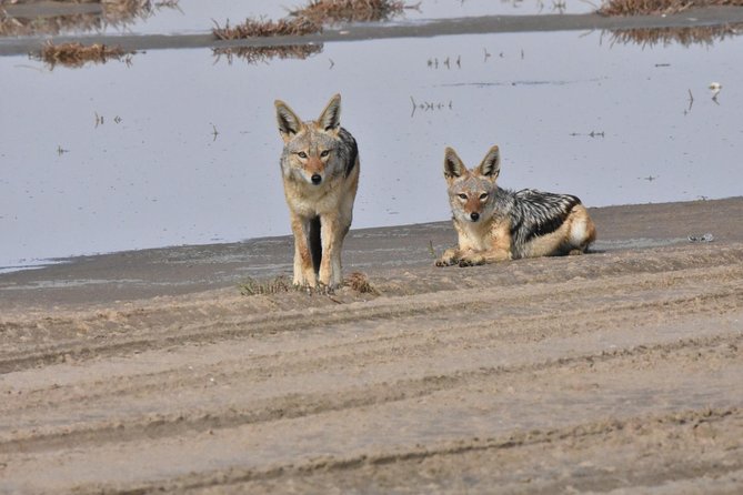 Exhilarating Sandwich Harbour 4x4: Guided Self drive experience - Key points before you book