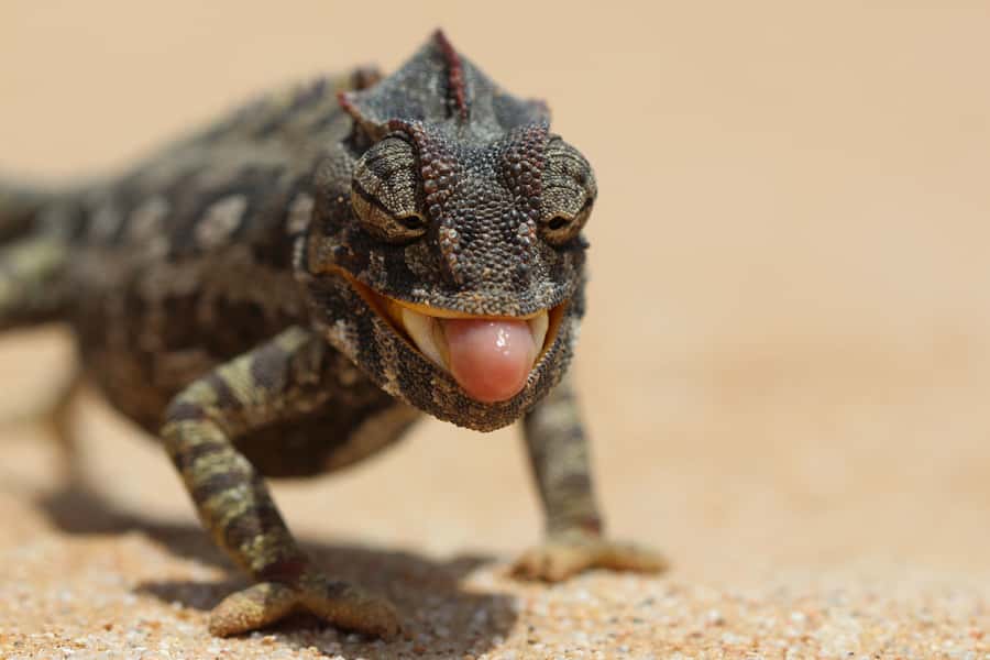 From Swakopmund: Living Dunes Experience - Why this Swakopmund tour feels different
