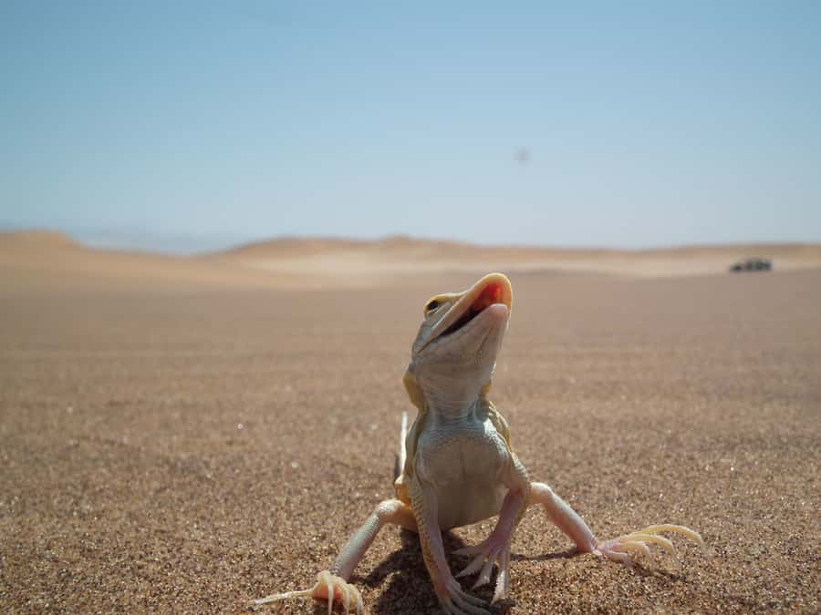 From Swakopmund: Living Dunes Experience - The three-hour search for the desert’s small life