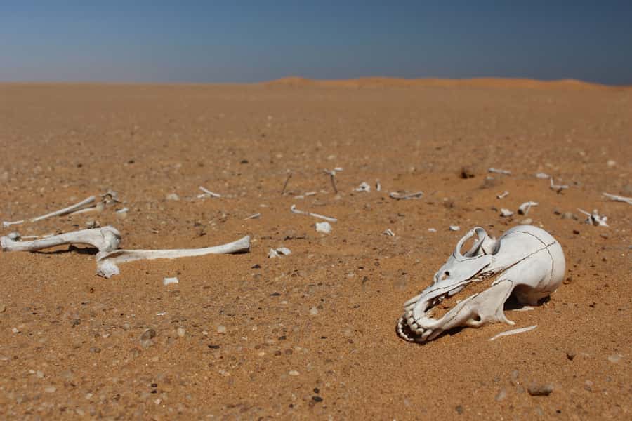 From Swakopmund: Living Dunes Experience - Who should book this living desert experience?