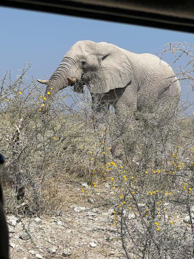 From Windhoek: 3-Day Etosha with Lodge Accommodation - Why this three-day Etosha plan works