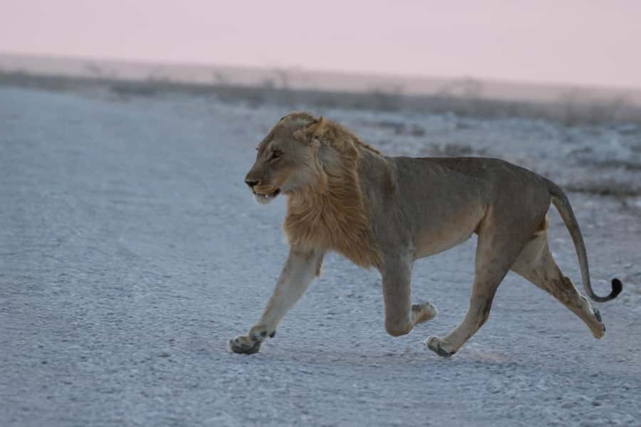 From Windhoek: 3-Day Etosha with Lodge Accommodation - The Okaukuejo waterhole experience