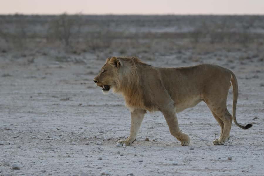 From Windhoek: 3-Day Etosha with Lodge Accommodation - What the guide adds to the safari