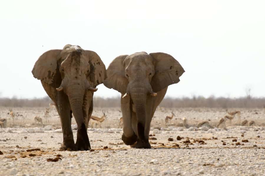 From Windhoek: 3-Day Etosha with Lodge Accommodation - Should you book it?