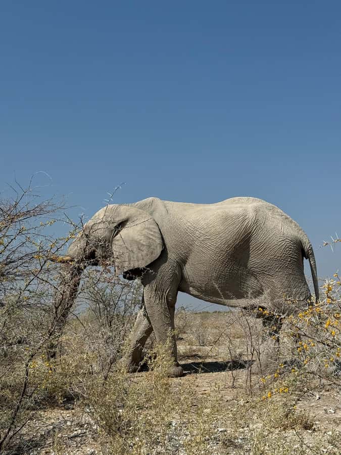From Windhoek: 3-Day Etosha with Lodge Accommodation - Day 1: From Windhoek to Okaukuejo waterhole