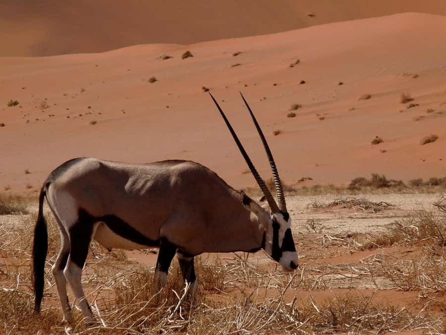 From Windhoek: 3-Day Sossusvlei Shared Shuttle Tour - Arrival at Namib Desert Lodge