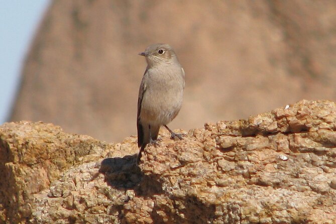 Full-Day Tour in Namib Desert from Swakopmund, Namibia - From Swakopmund to the Namib-Naukluft Park