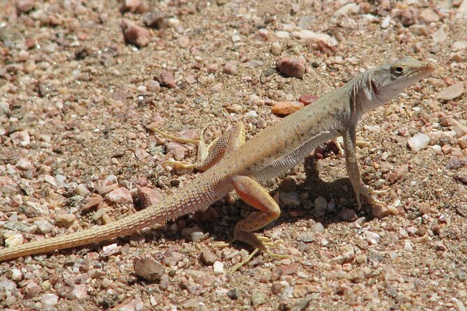 Full-Day Tour in Namib Desert from Swakopmund, Namibia - Is $125.31 a good value?