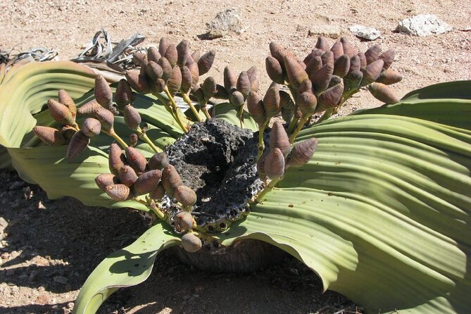 Full-Day Tour in Namib Desert from Swakopmund, Namibia - Who will enjoy this desert day most?
