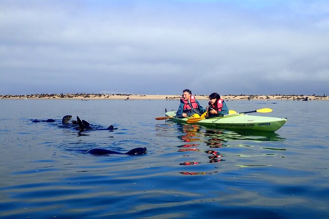 Half Day Original Seal Kayak Adventure, Pelican Point, Walvis Bay - Starting at 8:00 am in Walvis Bay