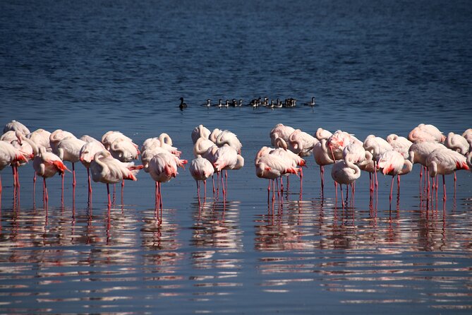 Half Day Original Seal Kayak Adventure, Pelican Point, Walvis Bay - Paddling toward the seal colonies