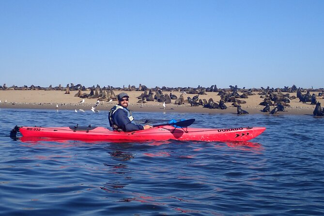 Half Day Original Seal Kayak Adventure, Pelican Point, Walvis Bay - A careful approach to wildlife
