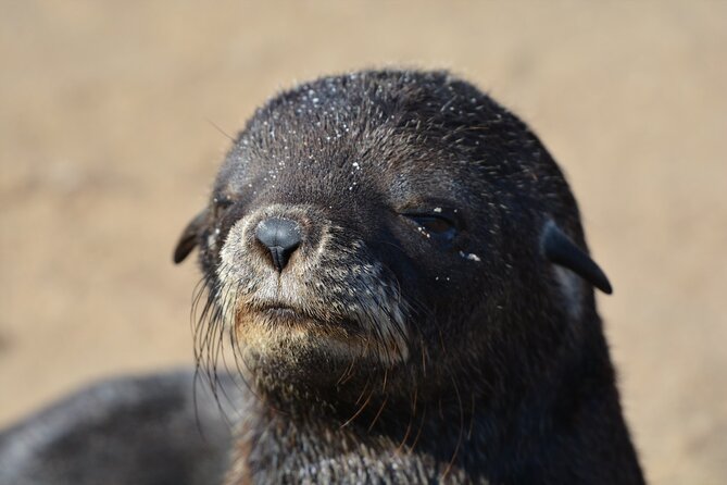 Half Day Original Seal Kayak Adventure, Pelican Point, Walvis Bay - Who will enjoy this morning most