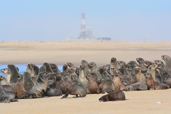 Half Day Original Seal Kayak Adventure, Pelican Point, Walvis Bay - Crossing the wetlands by 4x4