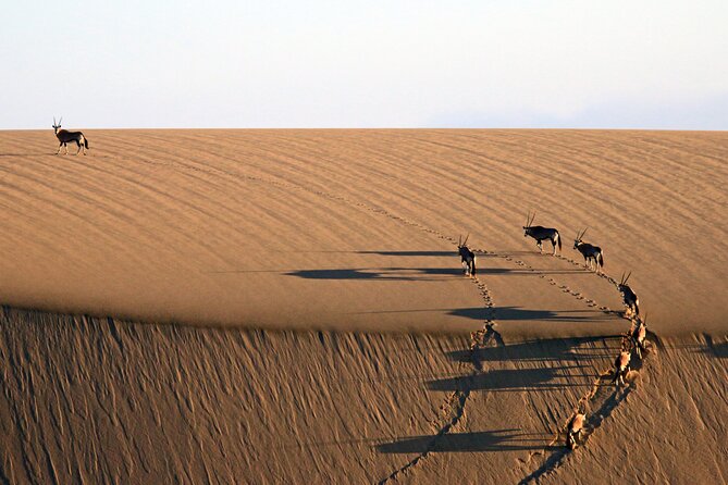 Half-Day Sandwich Harbour Tour from Walvis Bay with Lunch - Lunch on the sand, with oysters and sparkling wine