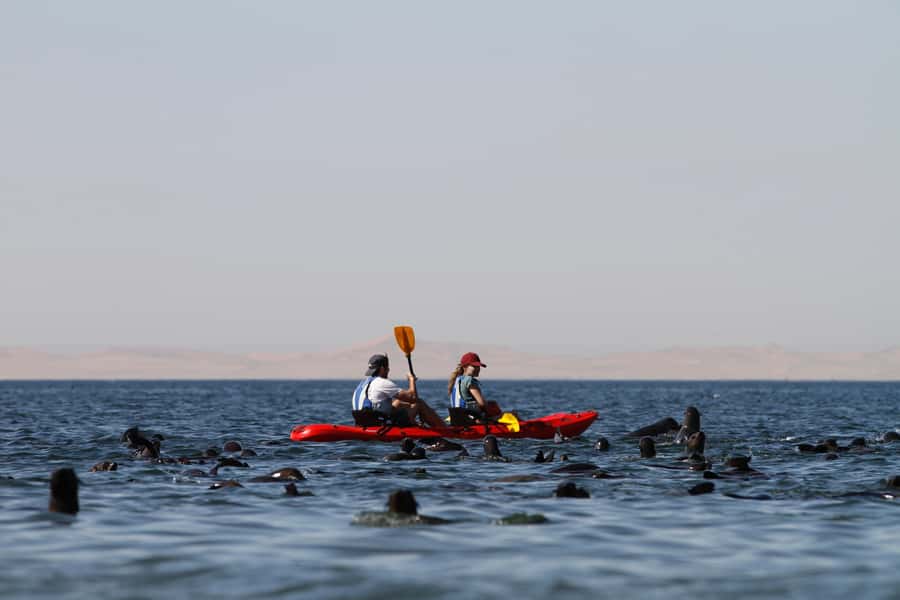 Kayak Dune Day - Kayaking beside the Cape Fur seals