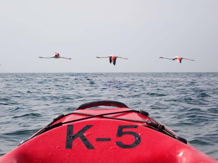 Kayak Dune Day - The morning boat trip to Pelican Point