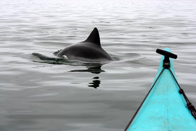 Kayaking and Sandwich Habour Guided Day Tour from Walvis Bay - From ocean water to Namib Desert sand