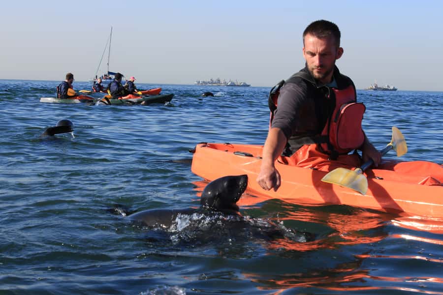 Kayaking and Sandwich Harbour Combo Tour - Key points at a glance