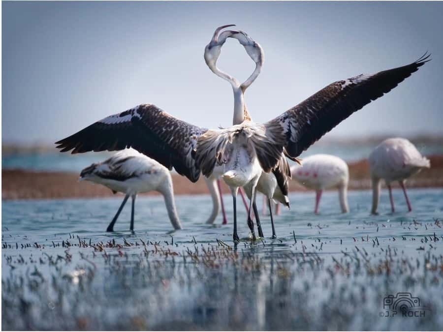 Kayaking and Sandwich Harbour Combo Tour - The early drive along Walvis Bay Lagoon