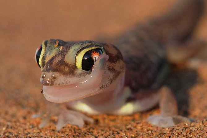 Living Desert Eco Dune Tour - Key points to know before you book