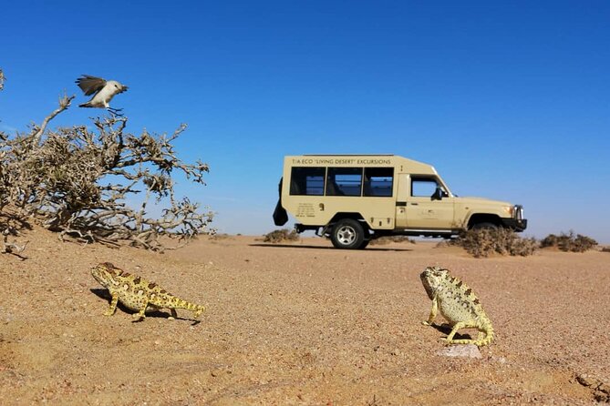 Living Desert Eco Dune Tour - Why the Living Desert is worth your morning