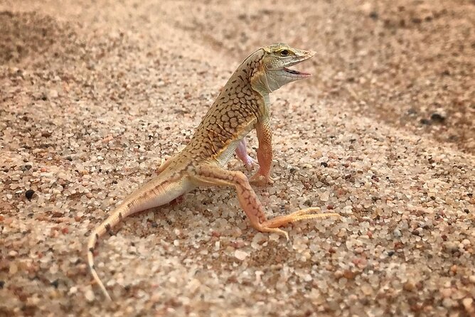 Living Desert Eco Dune Tour - What the $60.39 price includes