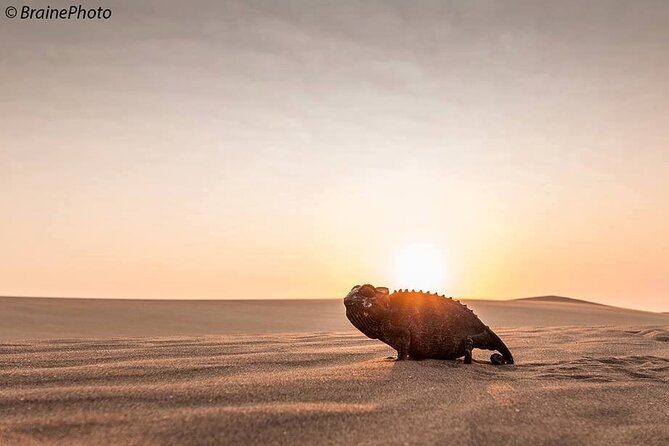 Living Desert Eco Dune Tour - Timing, weather, and practical comfort