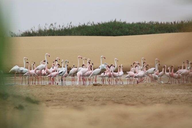LIVING DESERT TOUR (Little 5 tour) - Starting at the edge of desert and sea