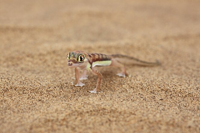 LIVING DESERT TOUR (Little 5 tour) - Why the guide can make or break the morning