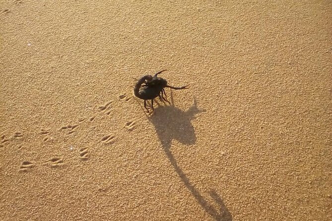 Living Dunes Experience from Swakopmund - Why a group of 10 matters