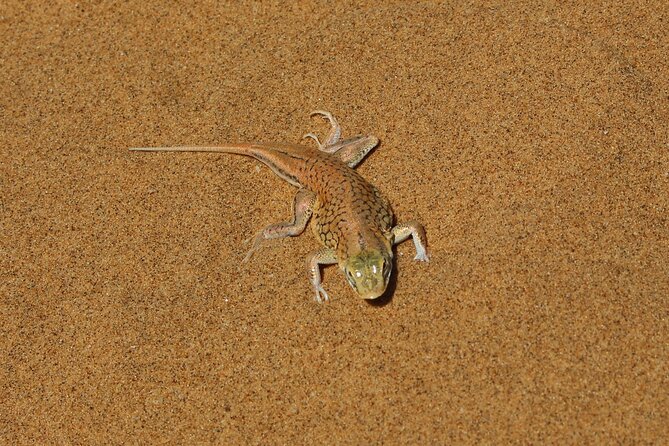 Living Dunes Experience from Swakopmund - How the itinerary works in practice