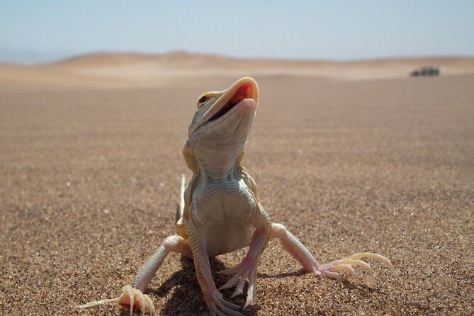 Living Dunes Experience from Swakopmund - What makes this a good family outing