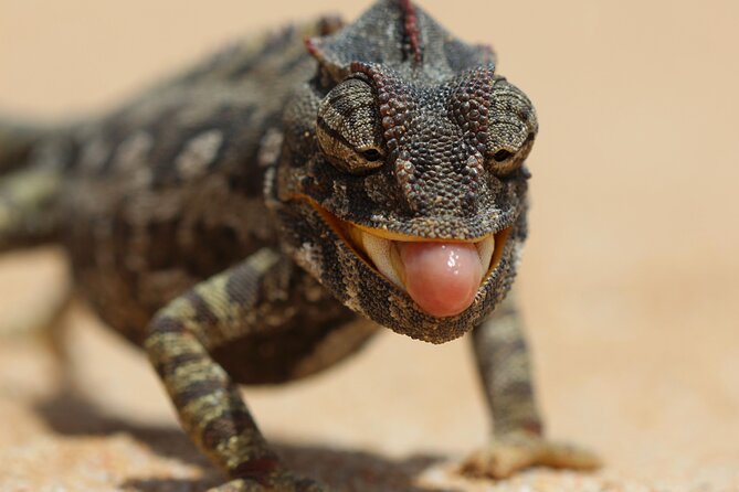 Living Dunes Experience from Swakopmund - The 4x4 ride adds real excitement
