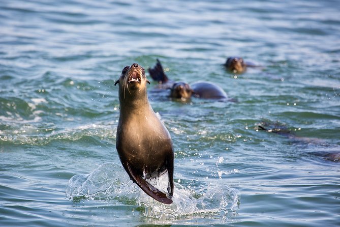 Marine Dolphin Seal Cruise - Searching for dolphins, whales, turtles, and sunfish