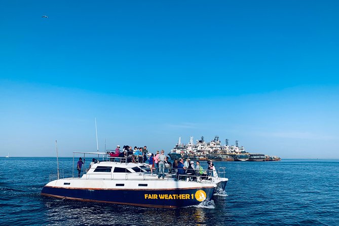 Marine Dolphin Seal Cruise - Oysters, sparkling wine, and a proper morning spread