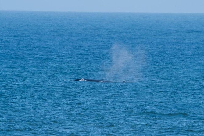 Marine Dune Day: Catamaran Cruise and Sandwich Harbor Dune Drive - The guide can make or break the day