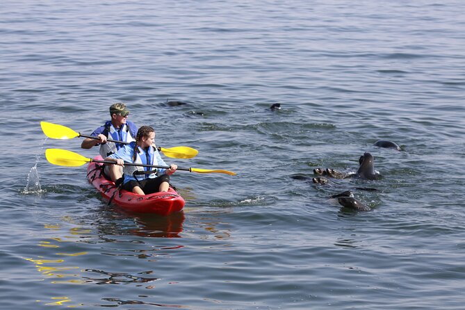 Mola Mola Kayaking Experience with a Licensed Guide - Why Pelican Point makes this kayaking trip special