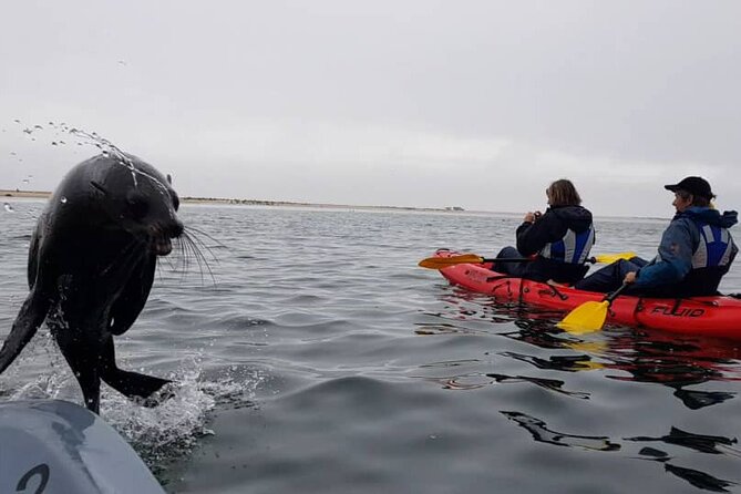 Mola Mola Kayaking Experience with a Licensed Guide - Starting at the Walvis Bay Waterfront at 7:45 am