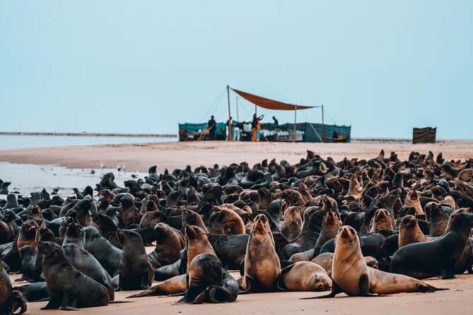 Mola Mola Marine Dolphin Cruise & Beach Braai on Pelican Point - Oysters, champagne, and the value of the $181.14 price