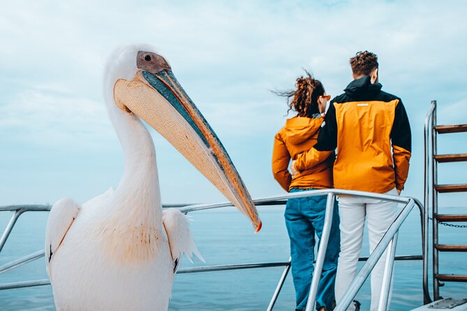Mola Mola Marine Dolphin Cruise & Beach Braai on Pelican Point - What the five-hour schedule feels like