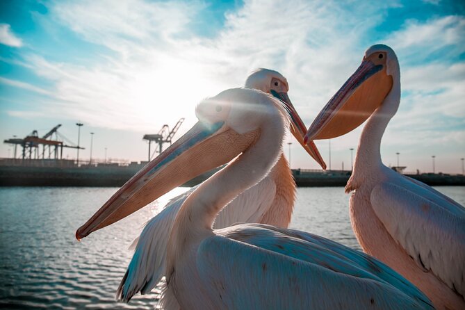 Mola Mola Marine Dolphin Cruise & Beach Braai on Pelican Point - Booking details that matter