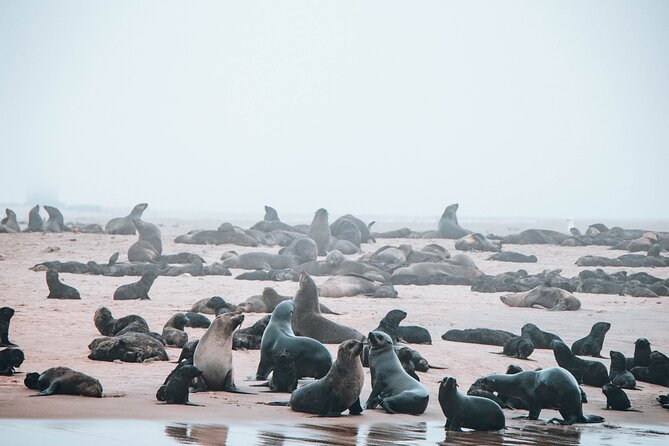 Mola Mola Marine Dolphin Cruise & Beach Braai on Pelican Point - Pelicans, seals, dolphins, and possible whales